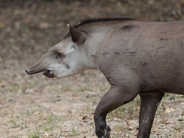Laaglandtapir (Tapirus terrestris)